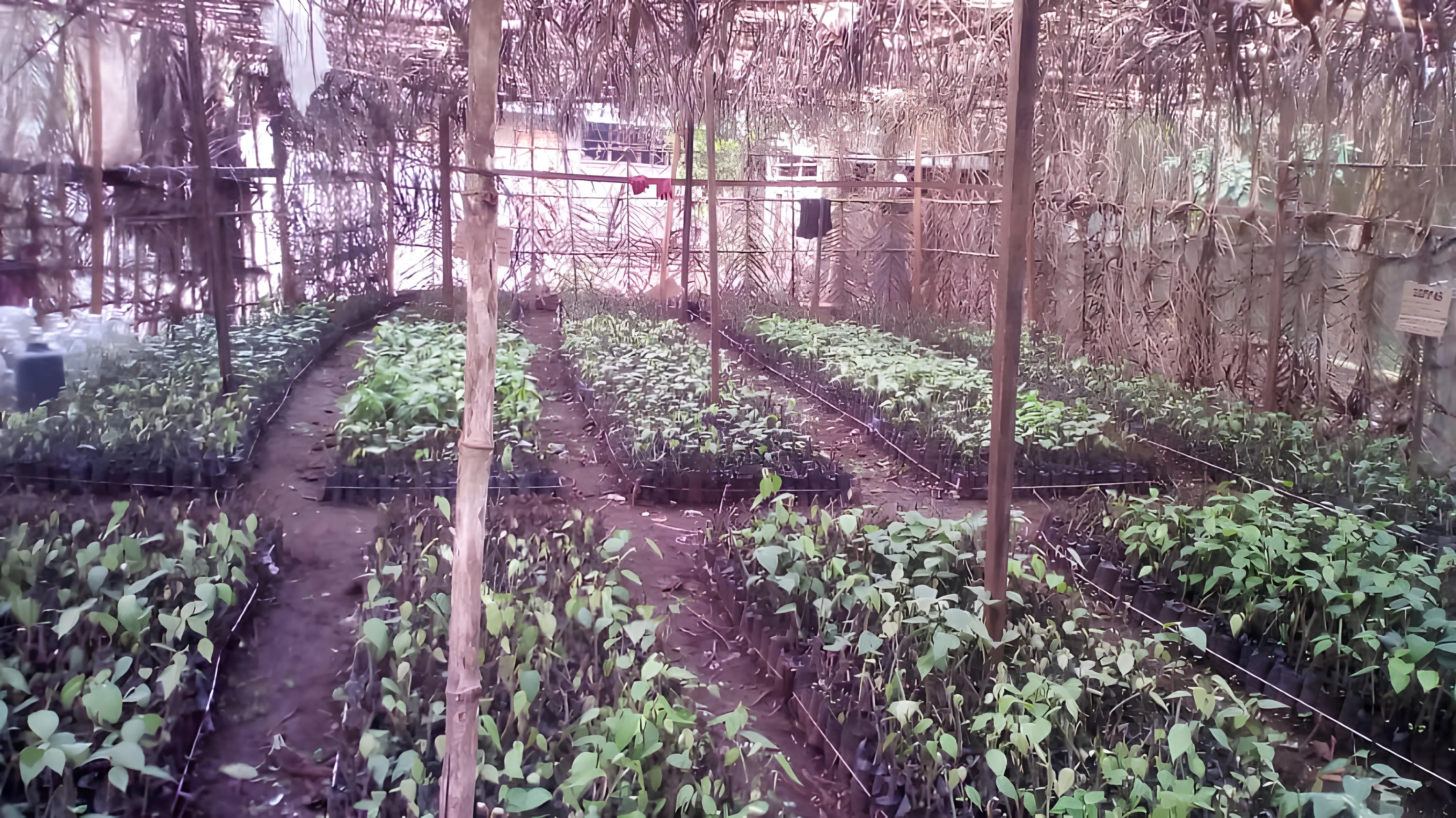 Vue panoramique de notre plantation de poivre au Cameroun